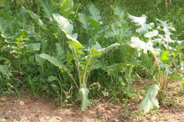Hasat için yeşil turp çiftliği