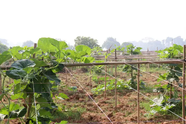 stock image tasty and healthy bottle gourd spinach on farm for harvest