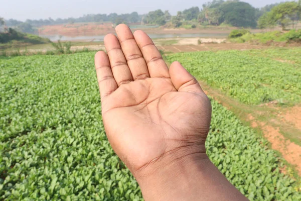 Gesture Finger Radish Farm Field — Stock Photo, Image