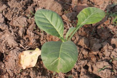 Tarlada hasat için yeşil renkli tütün yaprağı