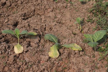 Tarlada hasat için yeşil renkli tütün yaprağı