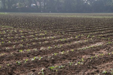 Tarlada hasat için yeşil renkli tütün yaprağı