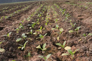 Tarlada hasat için yeşil renkli tütün yaprağı