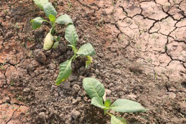 Tarlada hasat için yeşil renkli tütün yaprağı