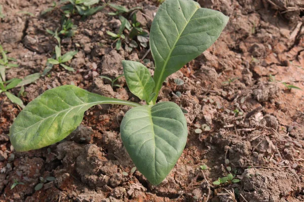 Green Colored Tobacco Leaf Farm Harvest — Stock Photo, Image