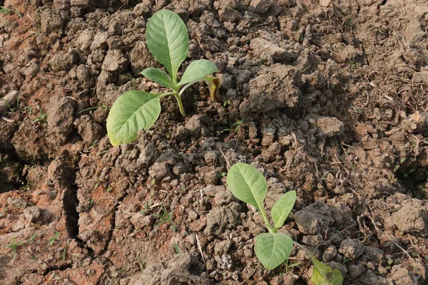 Зеленый Табачный Лист Ферме Сбора Урожая — стоковое фото
