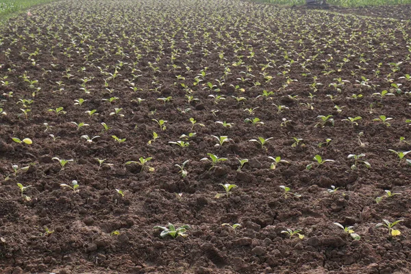 Folha Tabaco Cor Verde Fazenda Para Colheita — Fotografia de Stock