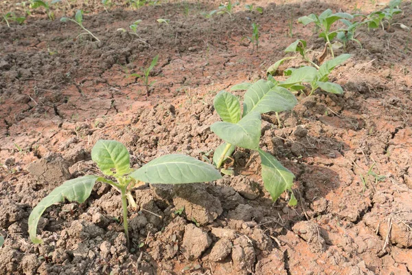 Folha Tabaco Cor Verde Fazenda Para Colheita — Fotografia de Stock