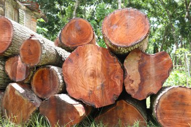 Mobilyalar için ormanda yakacak odun yığını