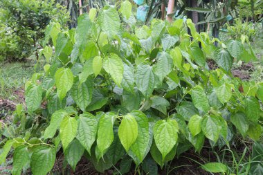 Baharat ve lezzetli kavalcı yaprakları hasat için çiftlikteki ağaçta.