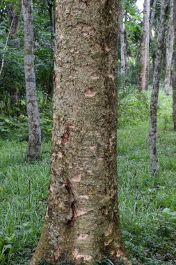 Mobilyalar için ormanda yakacak odun yığını