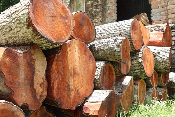 Mobilyalar Için Ormanda Yakacak Odun Yığını — Stok fotoğraf