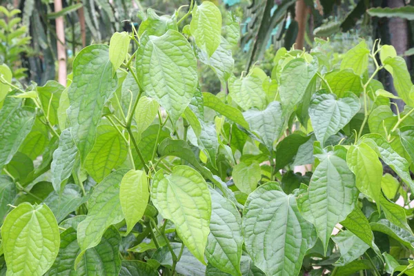 Spice Tasty Piper Chaba Leaf Tree Farm Harvest — Stock Photo, Image