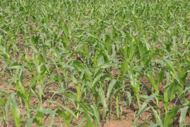 yeşil renkli mısır tarlası hasat için tarlada