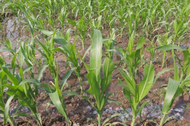 yeşil renkli mısır tarlası hasat için tarlada