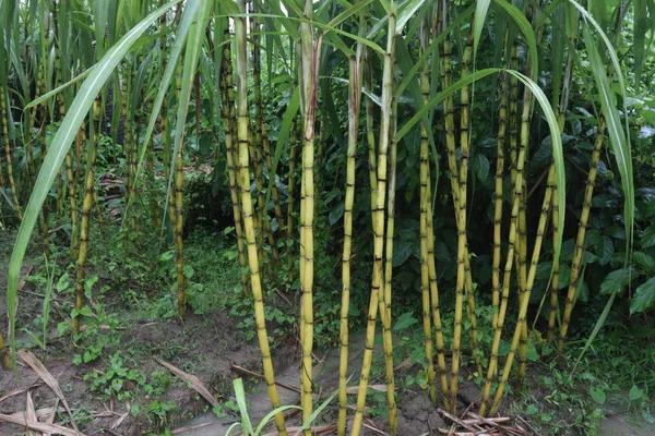 Вкусный Здоровый Сахарный Тростник Ферме Сбора Урожая — стоковое фото