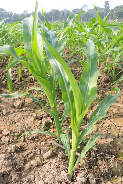 Zöld Színű Kukoricafarmok Betakarításra Szántóföldön — Stock Fotó