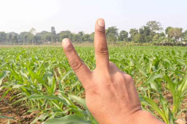 玉米地上有手指的手势 — 图库照片
