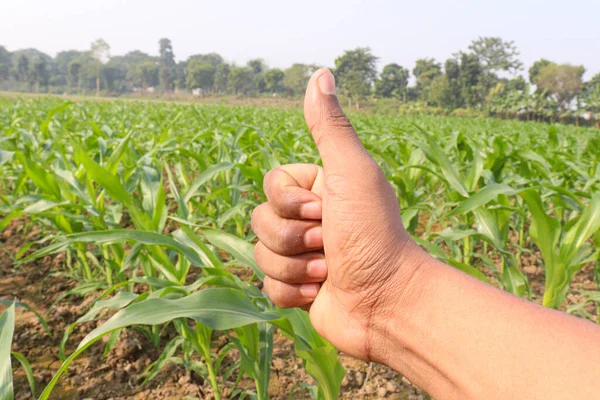 Жест Пальцем Кукурузном Поле — стоковое фото