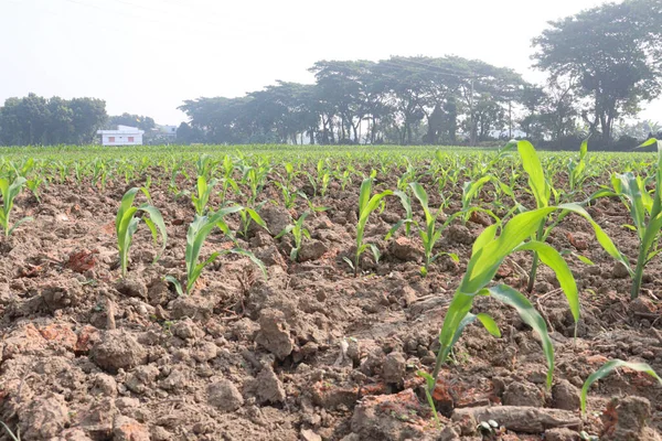 Fazenda Milho Cor Verde Campo Para Colheita — Fotografia de Stock
