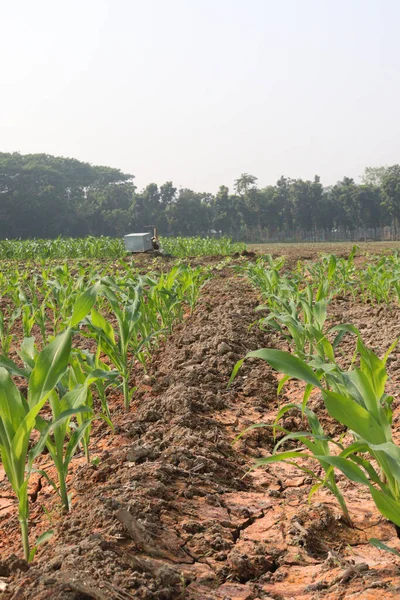 Zöld Színű Kukoricafarmok Betakarításra Szántóföldön — Stock Fotó