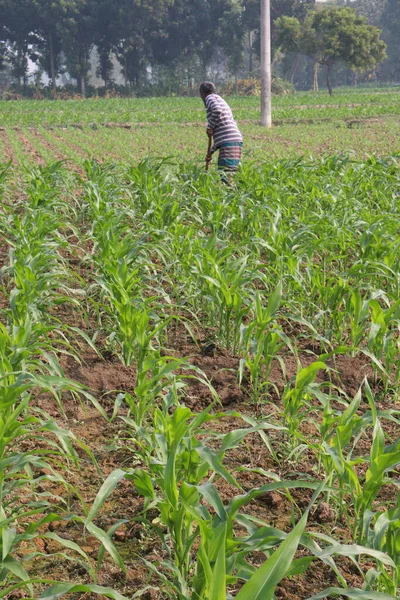 Zöld Színű Kukoricafarm Mezőgazdasági Termelőkkel Betakarítás Céljából — Stock Fotó