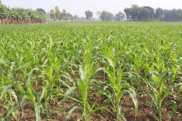 Grün Gefärbte Maisfarm Auf Dem Feld Zur Ernte — Stockfoto