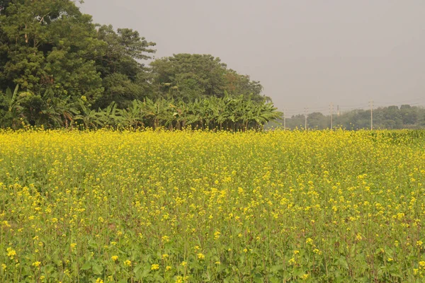 Mustard Flower Farm Harvest — Stock Photo, Image
