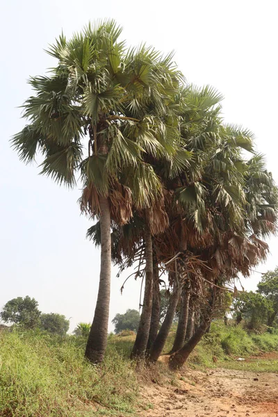 Απόθεμα Δέντρου Borassus Στην Εκμετάλλευση Για Καλλιέργεια — Φωτογραφία Αρχείου