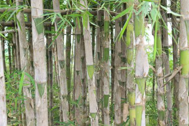 çiftlikte hasat için yeşil renkli bambu stoku