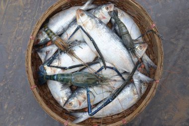 Lezzetli ve sağlıklı dev kaplan karidesi ve balık dükkanında satılıyor.