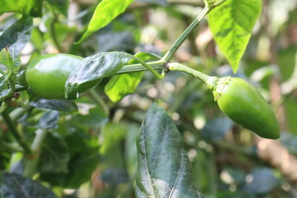 green colored hot cherry peppers on tree in farm for harvest