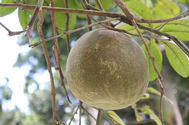 tasty and healthy pomelo on tree in farm for harvest