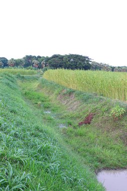 Su yolu, su geçişi için toprak kanalı görüntüsünü tarlaya yönlendirir.