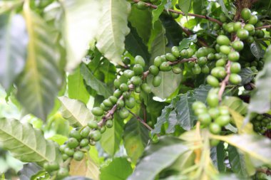 Kahve çekirdekleri tarlada hasat için yetiştiriliyor.