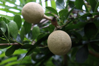 Hasat için çiftlikteki ağaçtaki lezzetli ve sağlıklı ahşap elma.