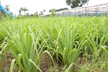 Çiftlikte hasat için beyaz renkli tüberoz