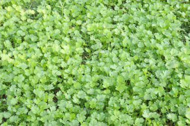 yeşil renkli kişniş bitkisi hasat için tarlada