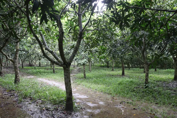 a mango tree plant on farm for farming