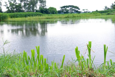 İnek yemek ve hasat etmek için tarlada yeşil renkli çim çiftliği