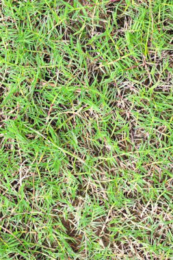 İnek yemek ve hasat etmek için tarlada yeşil renkli çim çiftliği