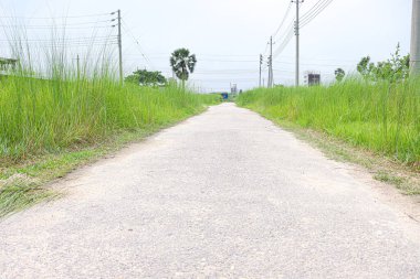 İnek yemek ve hasat etmek için tarlada yeşil renkli çim çiftliği