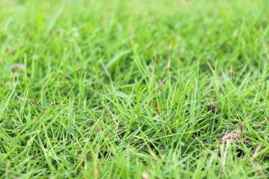 İnek yemek ve hasat etmek için tarlada yeşil renkli çim çiftliği
