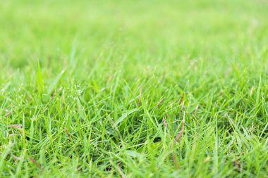 İnek yemek ve hasat etmek için tarlada yeşil renkli çim çiftliği