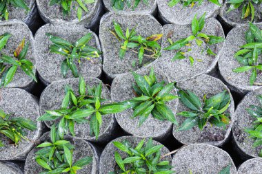 İnek yemek ve hasat etmek için tarlada yeşil renkli çim çiftliği