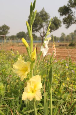 sarı renkli gladiolus melezleri hasat için çiftlikte çiçek açarlar.