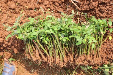 Çiftlikte satılık gül filizleri