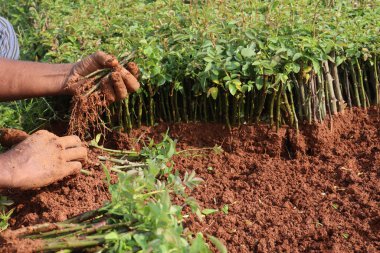 Çiftlikte satılık gül filizleri
