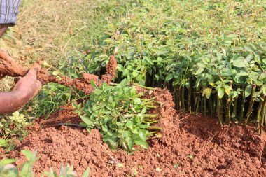 Çiftlikte satılık gül filizleri