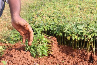 Çiftlikte satılık gül filizleri